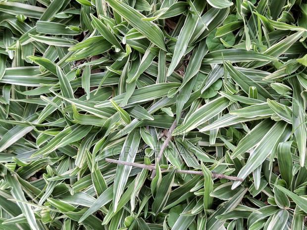 Variegated Pemba Grass