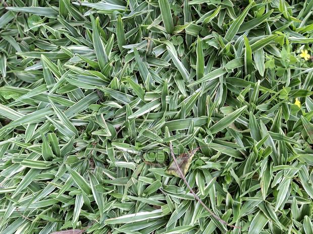Variegated Pemba Grass - thumbnail 2