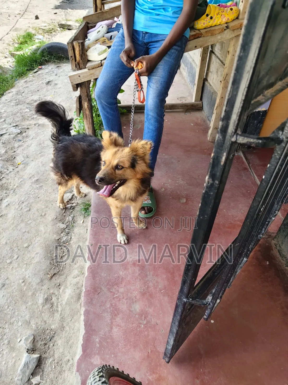 6-12 months Male Mixed Breed German Shepherd