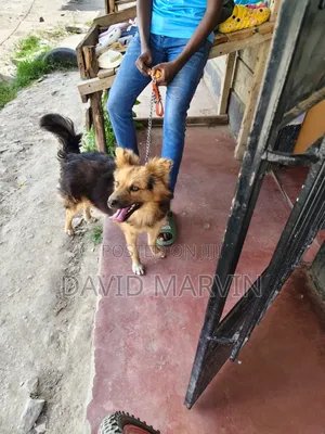 6-12 months Male Mixed Breed German Shepherd