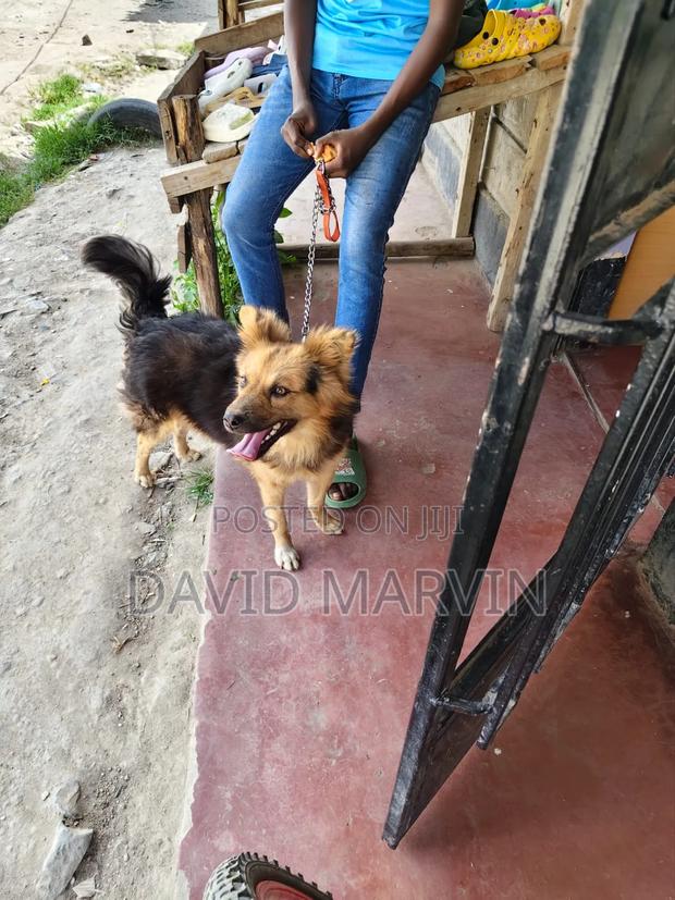 6-12 months Male Mixed Breed German Shepherd - thumbnail 2