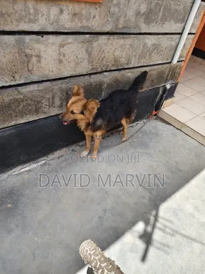 6-12 months Male Mixed Breed German Shepherd
