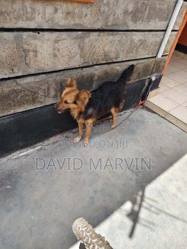 6-12 months Male Mixed Breed German Shepherd - thumbnail 3