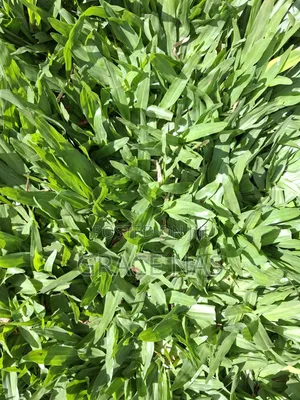 Green Pemba Grass