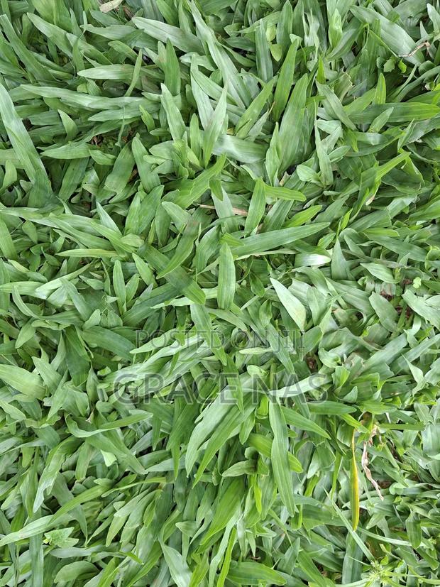 Green Pemba Grass - thumbnail 3