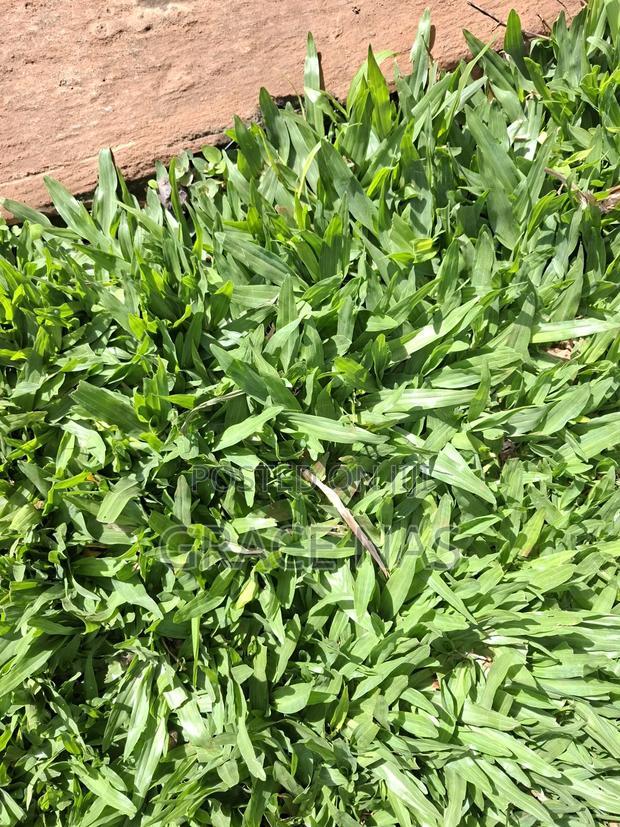 Green Pemba Grass - thumbnail 4