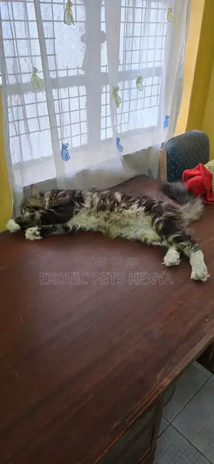 1+ year Male Purebred Maine Coon