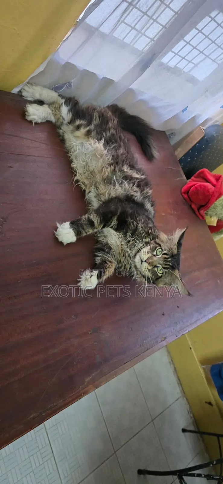 1+ year Male Purebred Maine Coon
