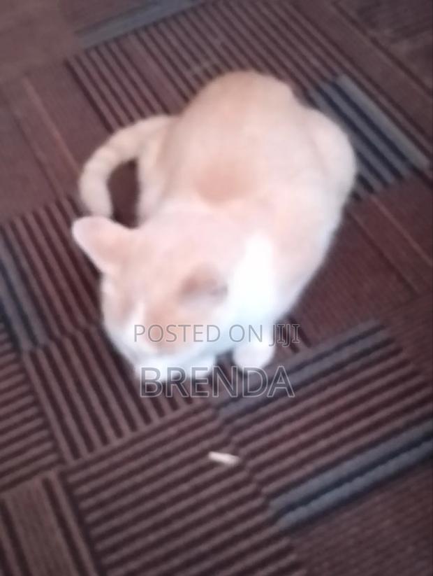 1+ year Female Mixed Breed Cornish Rex - thumbnail 2