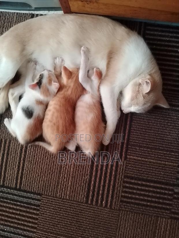 1+ year Female Mixed Breed Cornish Rex - thumbnail 3