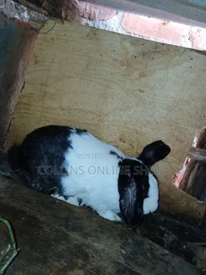 Giant Rabbit for Sale