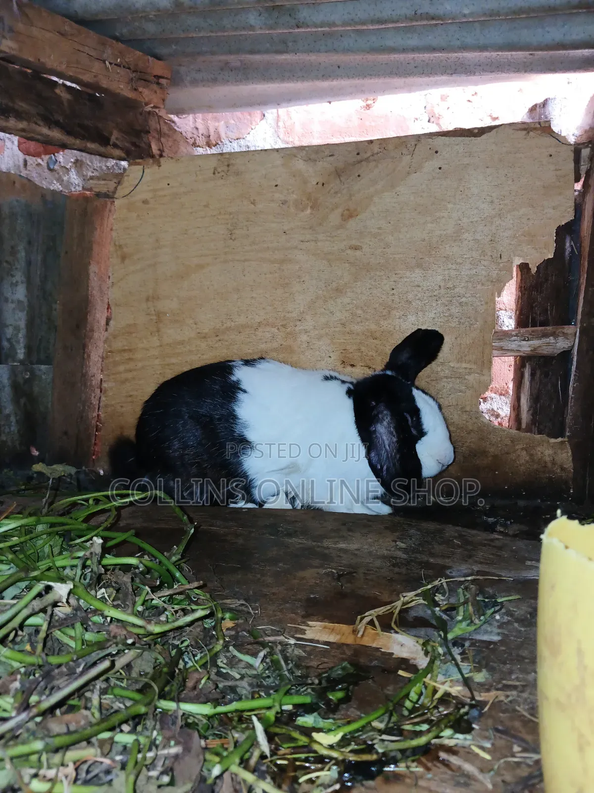 Rabbit for Sale
