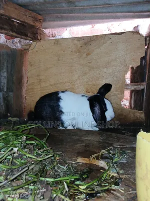 Rabbit for Sale