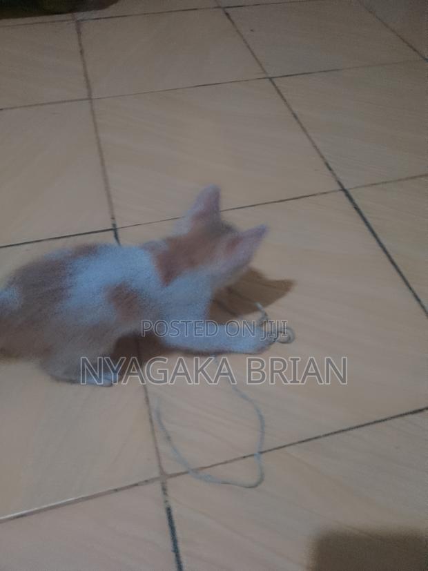 0-1 month Male Mixed Breed American Shorthair - main view