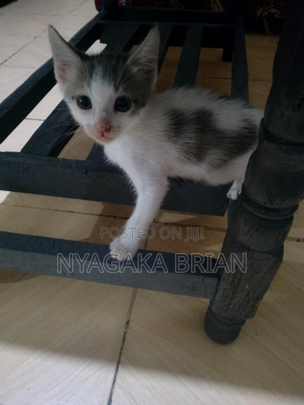 0-1 month Male Mixed Breed American Shorthair - thumbnail 2