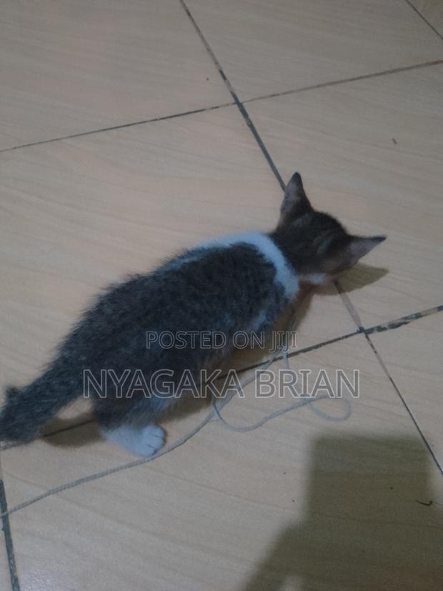 0-1 month Male Mixed Breed American Shorthair - thumbnail 3