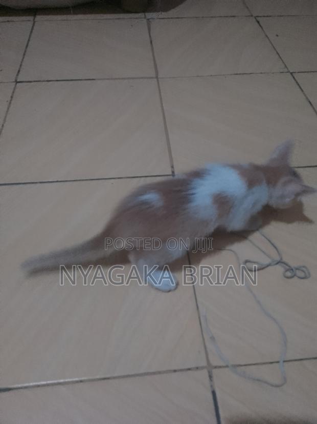 0-1 month Male Mixed Breed American Shorthair - thumbnail 4