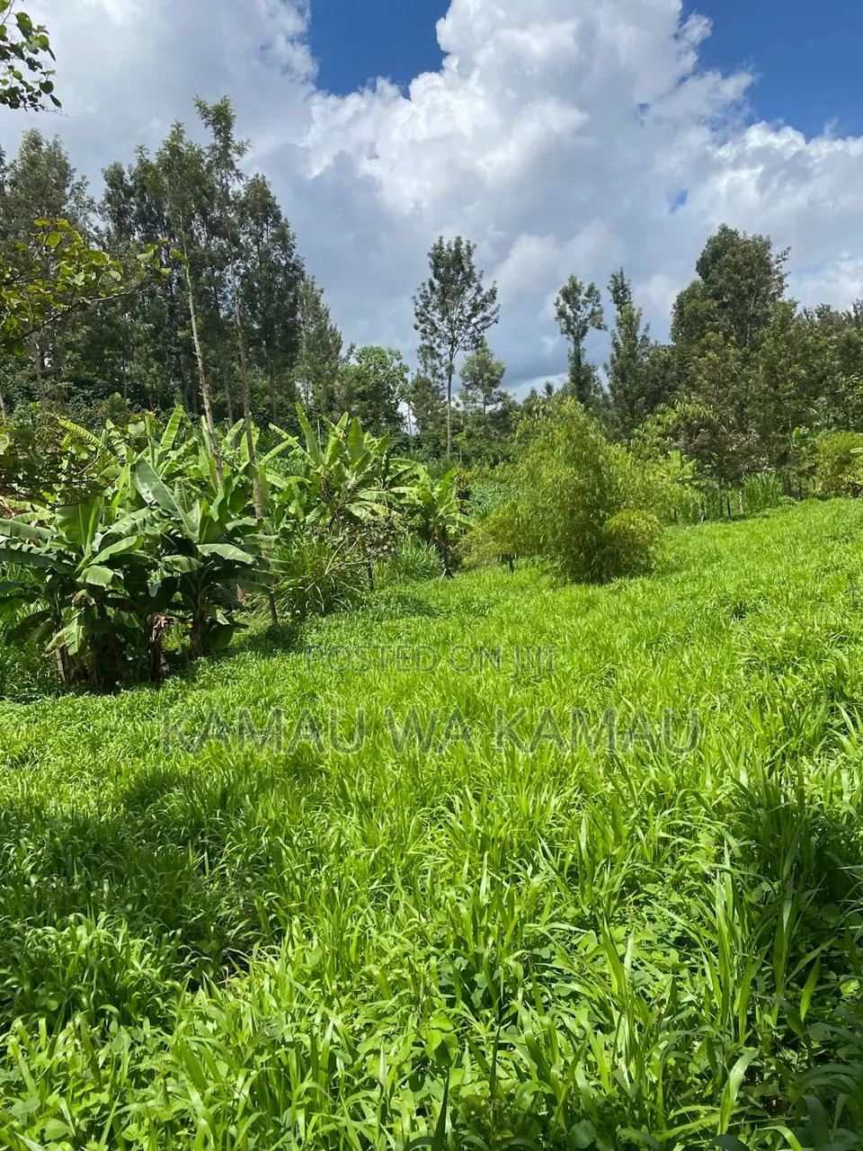 Fresh Bracharia Hay. Guaranteed 4× Increase in Milk Production.