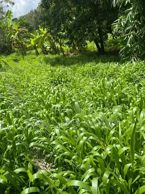 Fresh Bracharia Hay. Guaranteed 4× Increase in Milk Production.