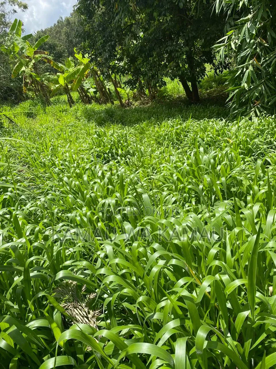 Fresh Bracharia Hay. Guaranteed 4× Increase in Milk Production.