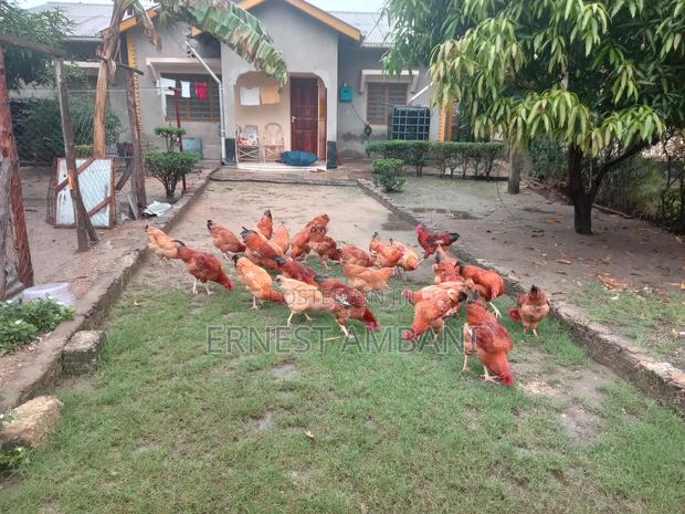 Kienyeji Chickens
