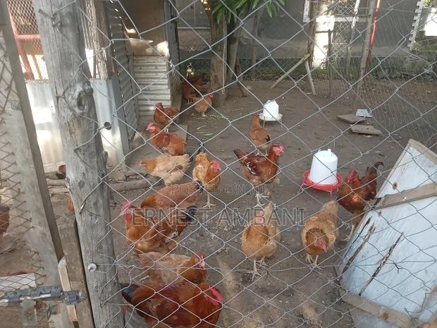 Kienyeji Chickens - thumbnail 2