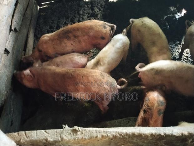Piglets for Sale - thumbnail 2