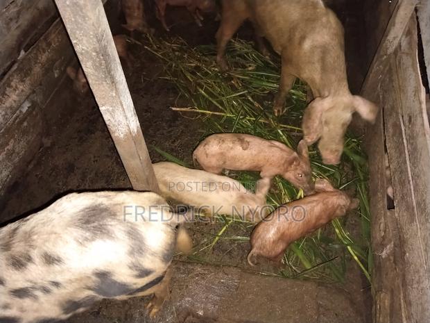 Piglets for Sale - thumbnail 4