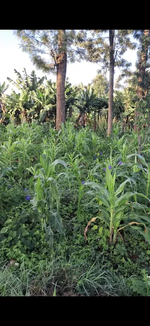 Prime 1⁄2 Acre Near Mukinduri Along Kerugoya-Baricho Rd, Kirinyaga