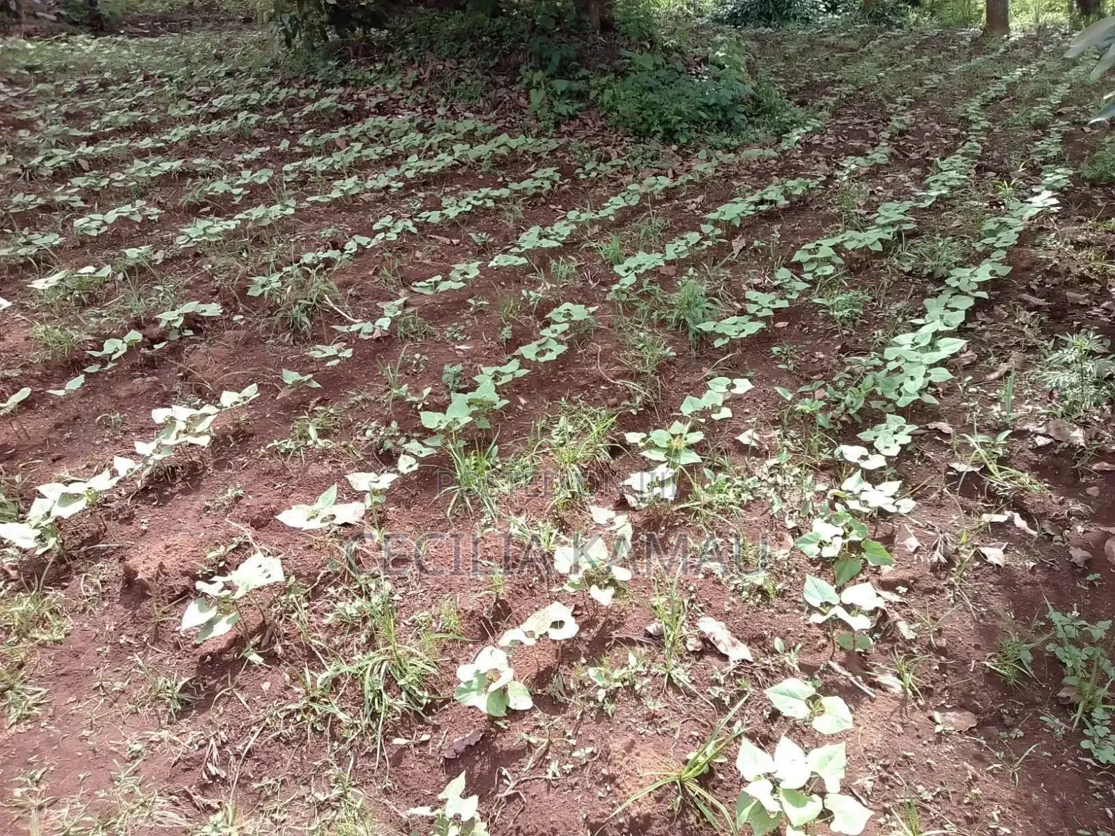 Kambûrû Plot on Sale