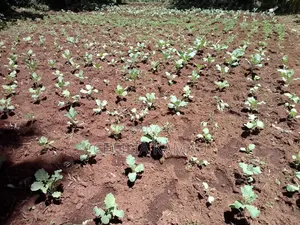 Kambûrû Plot on Sale