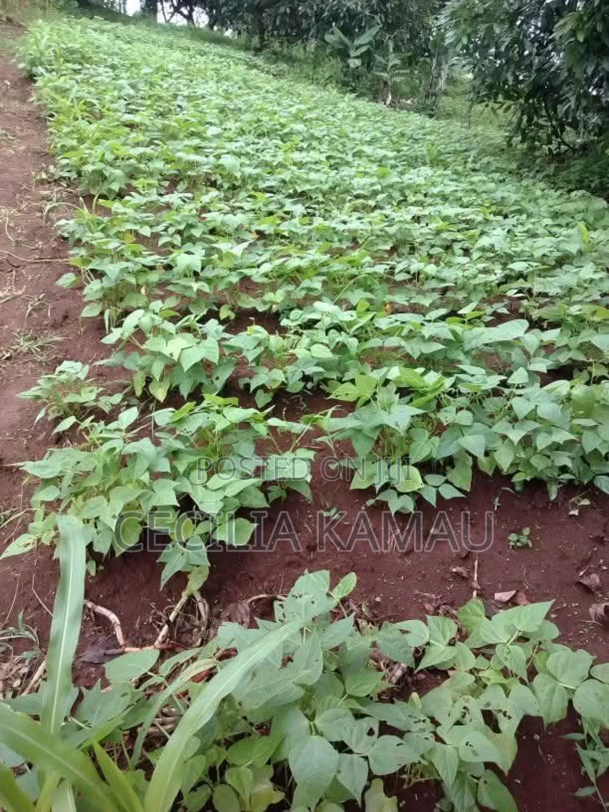Kambûrû Plot on Sale