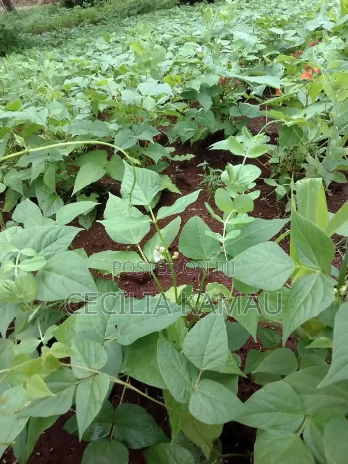 Kambûrû Plot on Sale