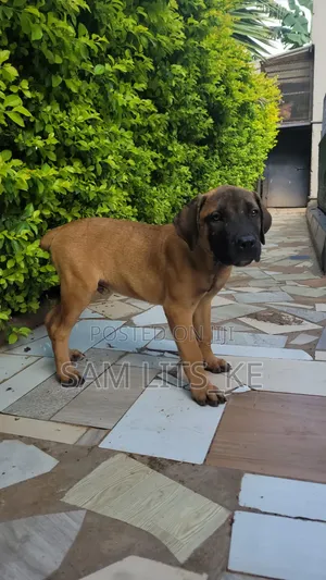 3-6 months Male Purebred Boerboel