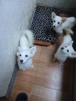 3-6 months Male Purebred Japanese Spitz