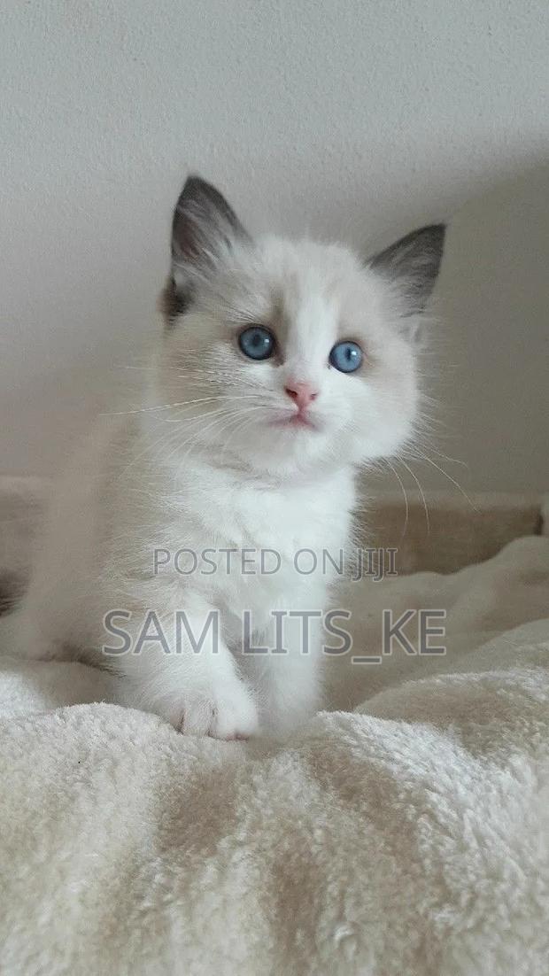 1-3 months Male Purebred Ragdoll - main view