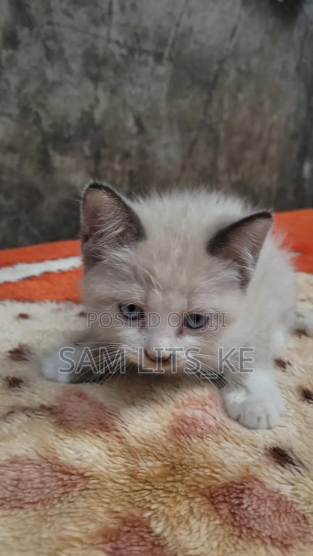 1-3 months Male Purebred Ragdoll - thumbnail 2