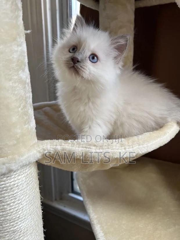 1-3 months Male Purebred Ragdoll - thumbnail 3