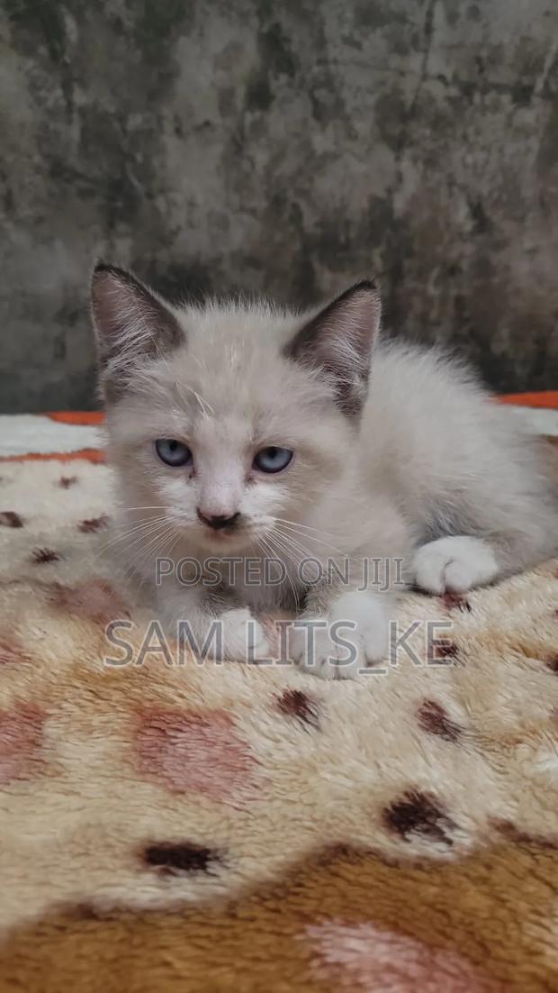 1-3 months Male Purebred Ragdoll - thumbnail 4