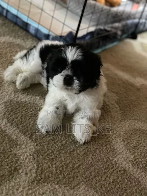 1-3 months Female Purebred Havanese
