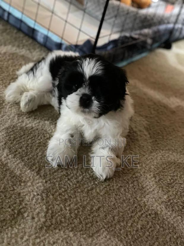 1-3 months Female Purebred Havanese