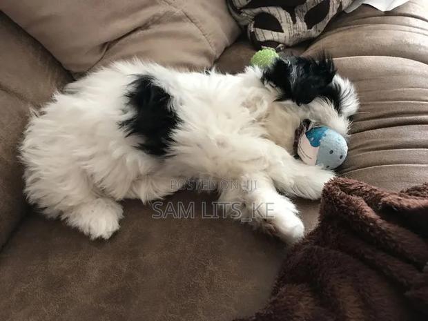 1-3 months Female Purebred Havanese - thumbnail 2