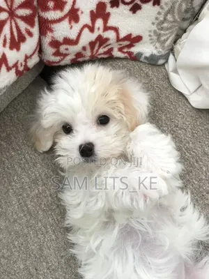 1-3 months Female Purebred Maltese