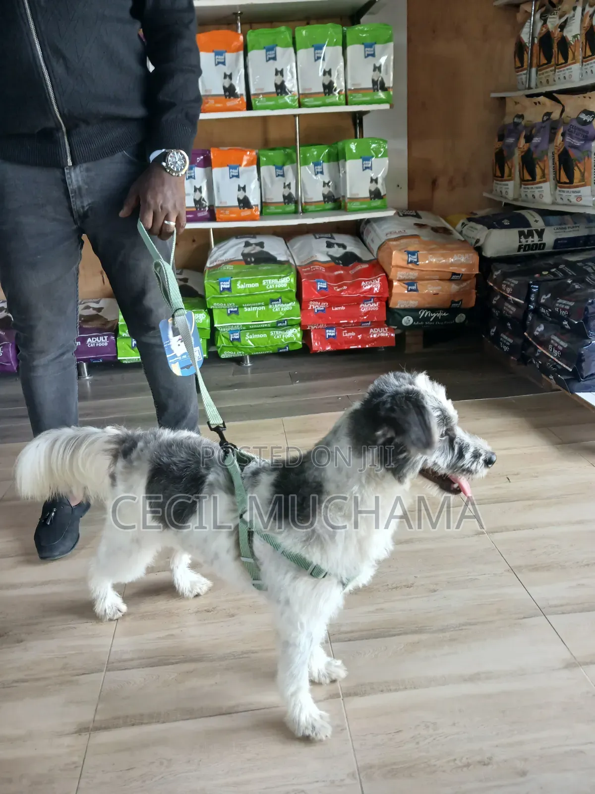 6-12 months Male Mixed Breed Havanese
