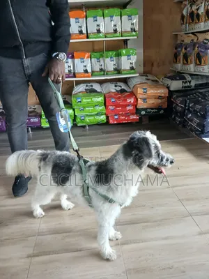 6-12 months Male Mixed Breed Havanese