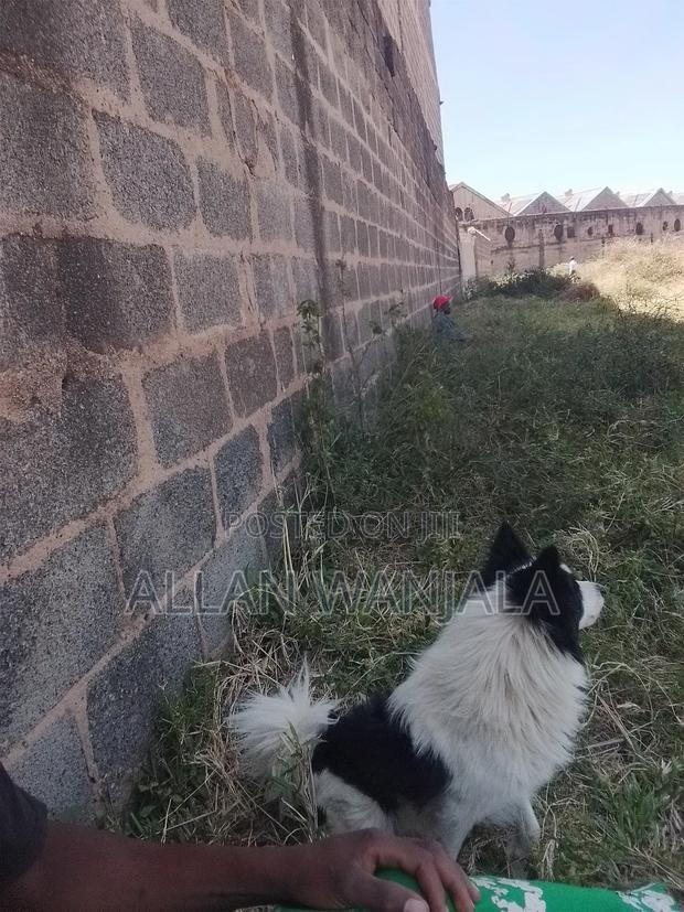 1+ year Male Purebred Border Collie