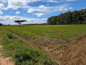 3 Acres Limo Farm Before Kapsoya.