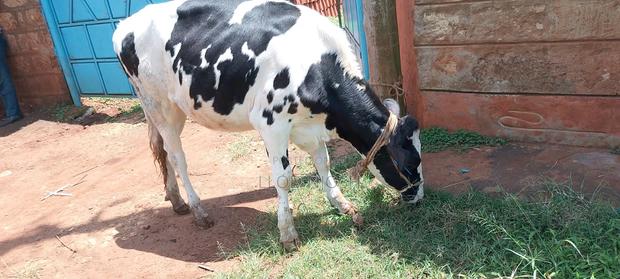 Cows for Sale