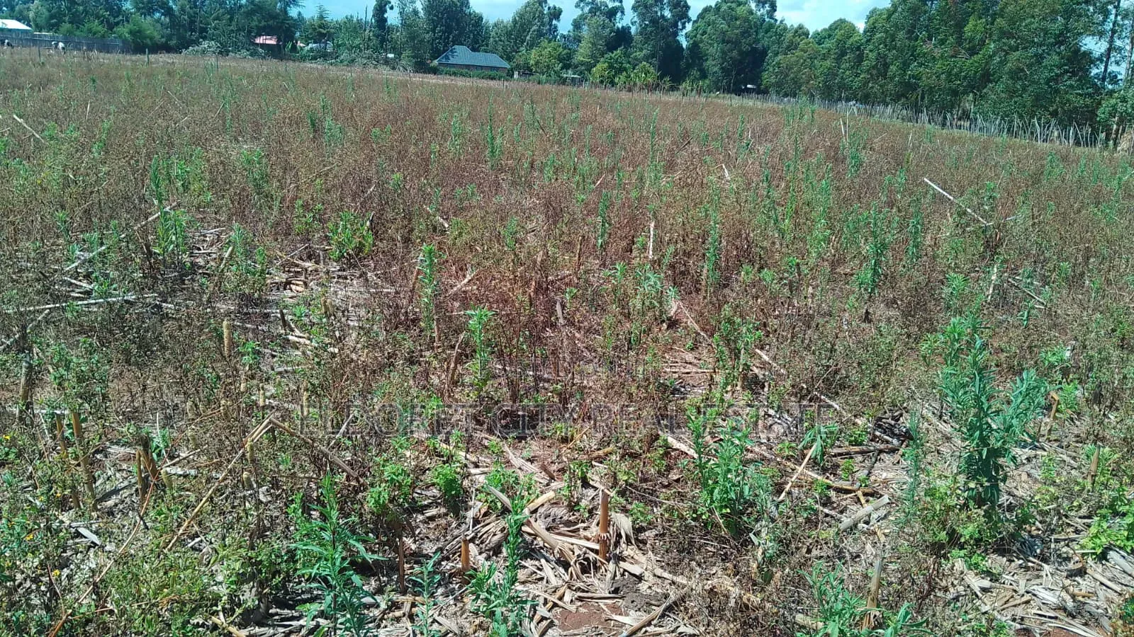 2 Acres Kapbindani After Uoe With Title