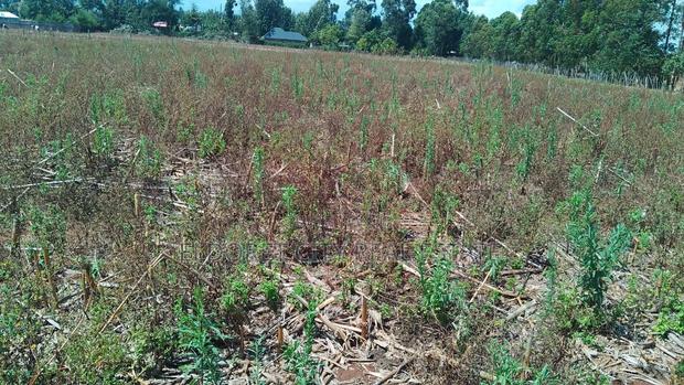2 Acres Kapbindani After Uoe With Title - thumbnail 2